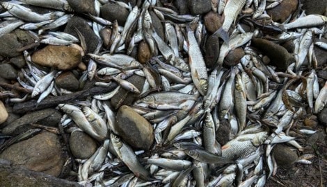 Als die letzten Wasserpfützen austrockneten, lagen Tausende Fische auf einem Haufen.
