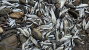 Als die letzten Wasserpfützen austrockneten, lagen Tausende Fische auf einem Haufen.