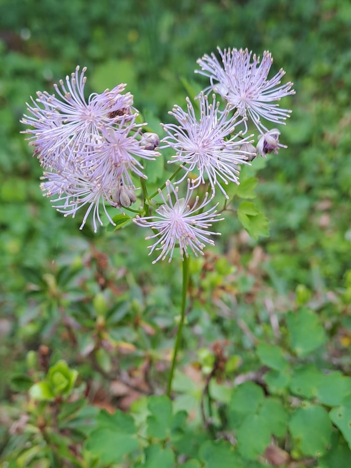 Die akeleiblättrige Wiesenraute.