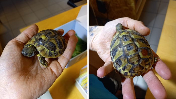 Panzertierchen kam angekrochen!