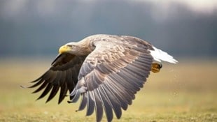 Der WWF beklagt Tod eines Seeadlers
