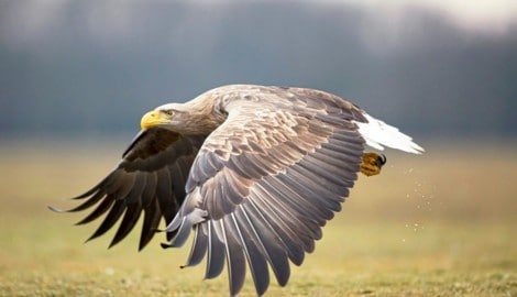 Der WWF beklagt Tod eines Seeadlers