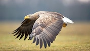 Der WWF beklagt Tod eines Seeadlers