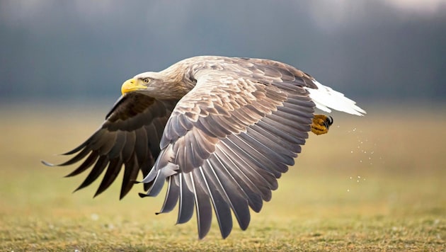Der WWF beklagt Tod eines Seeadlers