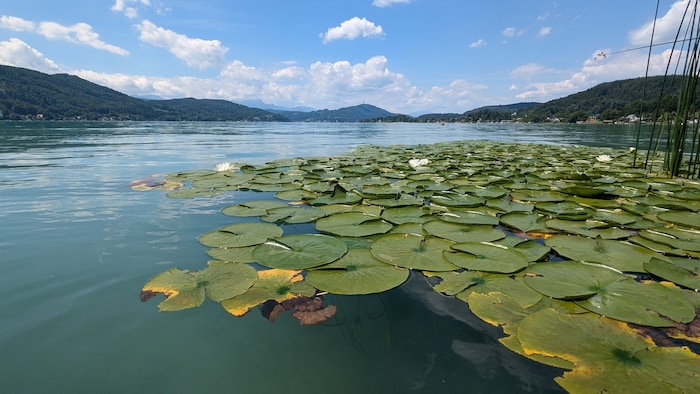 Um Pflanzen wie Seerosen oder Schilf zu schützen, werden Maßnahmen erarbeitet, die aber erst ...