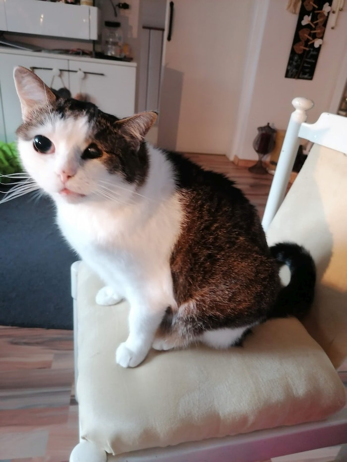 „Mucki“ fühlte sich als Hauskater sichtlich wohl.