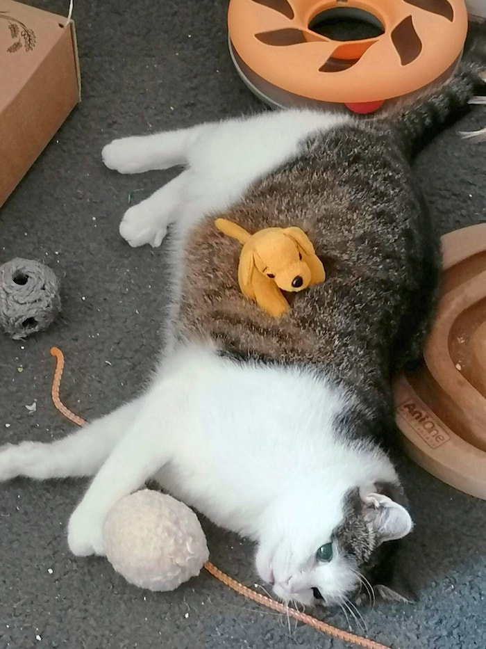 Der Kater ist trotz seines Unfalls extrem verspielt und verschmust.