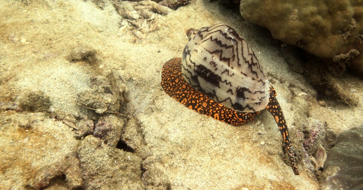 Crystal rose leaked onlyfans i am on Marc's list and