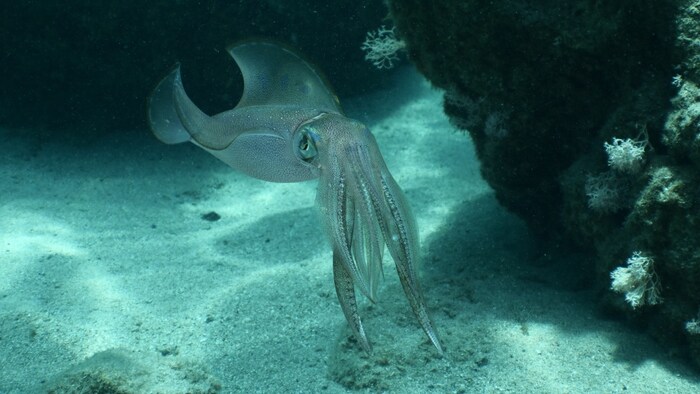 Tintenfische zählen ebenfalls zu marinen Weichtieren.