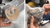 Die Schlangen wurden in luftigen Säckchen „verpackt“.