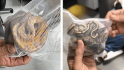 Die Schlangen wurden in luftigen Säckchen „verpackt“.