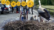 Diese Gruppe soll für die Böllerknallerei verantwortlich sein. Die Vogeleltern ergriffen ob des ...
