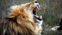 In einem Safaripark in Thailand fielen Löwen einen Tierpfleger an und töteten ihn. (Symbolbild)