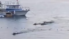 Im kroatischen Istrien haben Wildschweine im Meer gebadet und sich dabei einigen Touristinnen ...