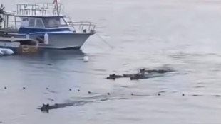 Im kroatischen Istrien haben Wildschweine im Meer gebadet und sich dabei einigen Touristinnen ...