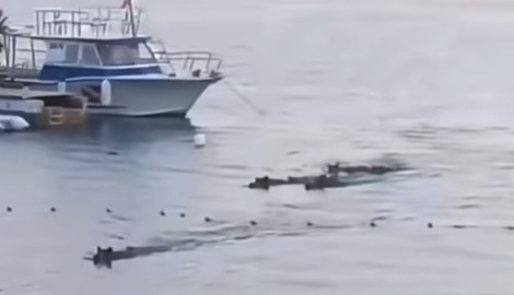 Im kroatischen Istrien haben Wildschweine im Meer gebadet und sich dabei einigen Touristinnen ...