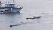 Im kroatischen Istrien haben Wildschweine im Meer gebadet und sich dabei einigen Touristinnen ...