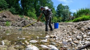 Hunderte Fische wurden gerettet, zehntausende verendeten.