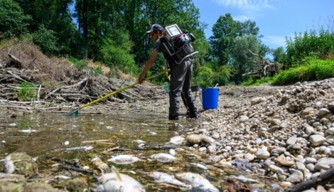 Hunderte Fische wurden gerettet, zehntausende verendeten.
