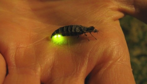 Hübsch und außergewöhnlich ist die Leuchtkraft dieser besonderen Insekten.