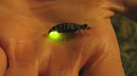 Hübsch und außergewöhnlich ist die Leuchtkraft dieser besonderen Insekten.