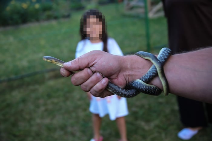 Das Reptil war gut 1,5 Meter lang.