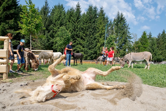 Zum Wälzen fein: Das Eselland kommt gut an.