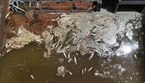 Dutzende Fischkadaver treiben im 35 Grad heißen Wasser.
