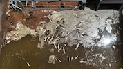 Dutzende Fischkadaver treiben im 35 Grad heißen Wasser.