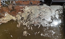 Dutzende Fischkadaver treiben im 35 Grad heißen Wasser.