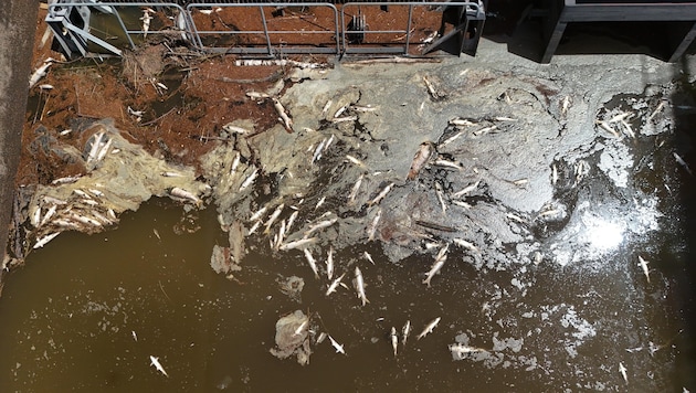 Dutzende Fischkadaver treiben im 35 Grad heißen Wasser.