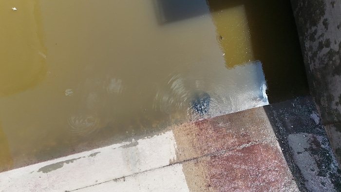 Einige Fische versuchten noch, sich an diesem kleinen Rinnsal abzukühlen