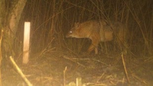 Goldschakal: Immer häufige kommt es zu Sichtungen in Kärnten. 
