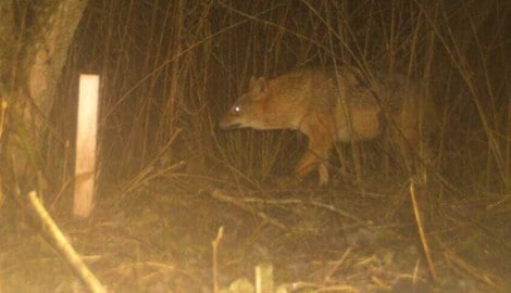 Goldschakal: Immer häufige kommt es zu Sichtungen in Kärnten. 