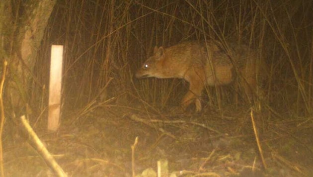 Goldschakal: Immer häufiger kommt es zu Sichtungen in Kärnten.