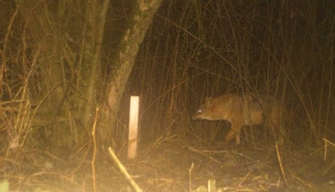 Goldschakal: Immer häufige kommt es zu Sichtungen in Kärnten. 