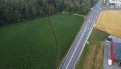 Aus der Luft ist die Schneise im Maisfeld deutlich erkennbar.
