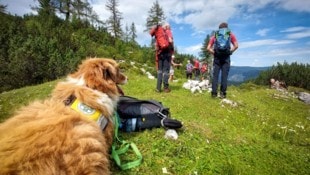 Auch die Suchhundestaffel der Bergrettung Steiermark stand im Einsatz. (Symbolbild)