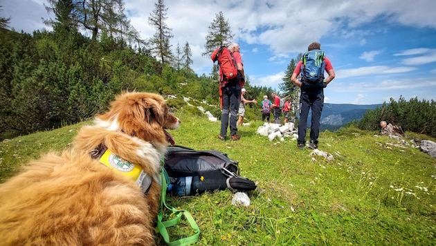 Auch die Suchhundestaffel der Bergrettung Steiermark stand im Einsatz. (Symbolbild)