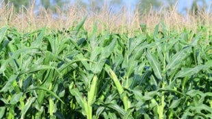 Die EU will entsprechende Züchtungen in vielen Fällen von den bisher strengen Gentechnikregeln ...