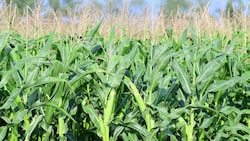 Die EU will entsprechende Züchtungen in vielen Fällen von den bisher strengen Gentechnikregeln ...