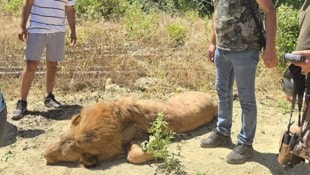 Der Löwe wurde von den Einsatzkräften getötet.