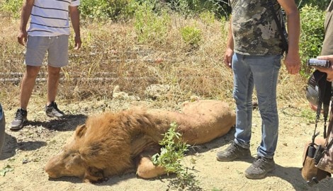 Der Löwe wurde von den Einsatzkräften getötet.