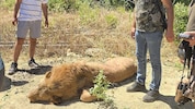 Der Löwe wurde von den Einsatzkräften getötet.