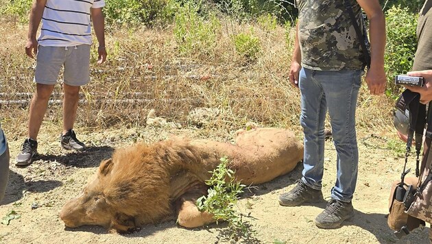 Der Löwe wurde von den Einsatzkräften getötet.