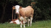Erinnern Sie sich noch an Kuh Yvonne? Sie füllte mit ihrer monatelangen Flucht das Sommerloch ...