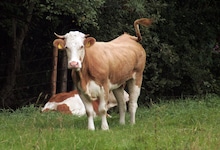 Symbolfoto