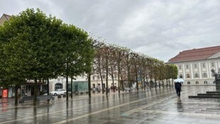 Viele Klagenfurter wundern sich schon seit Längerem über den Blattverlust der Bäume am Neuen ...