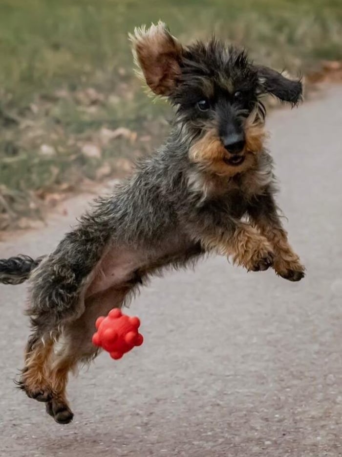 Dackel „Toni“ ist ein kleiner Internet-Star.
