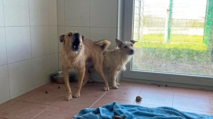 Die Tiere können erst nach einem halben Jahr wieder hoffen